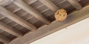 Que faire en cas de guêpes ou de frelons dans son jardin ?