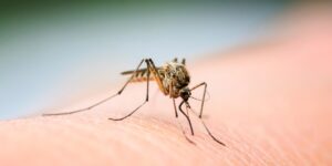 Les meilleures solutions pour éloigner les moustiques naturellement